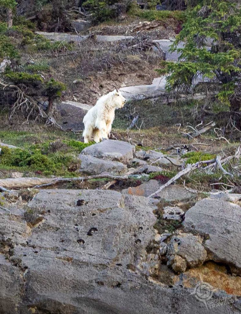 Mountain goat posing near Jasper Alberta