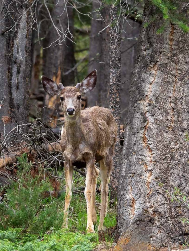 Mule deer near Banff sign Alberta