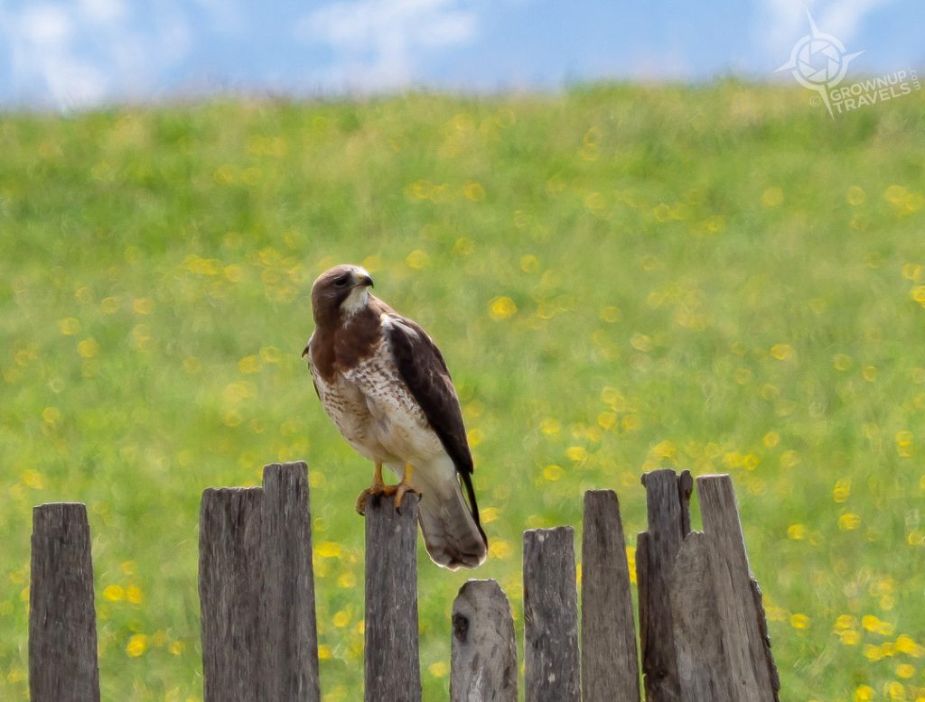 Raptor en route to Waterton National Park Alberta