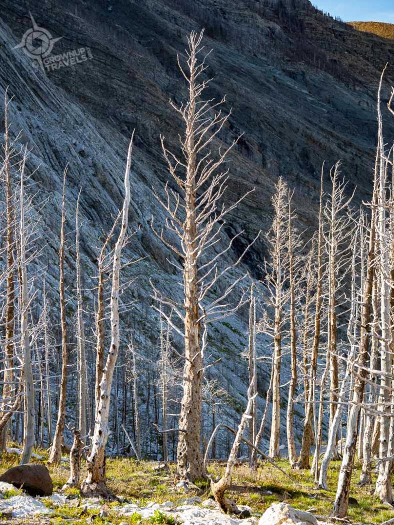 Sunlit burnt trees Bears Hump Trail Waterton