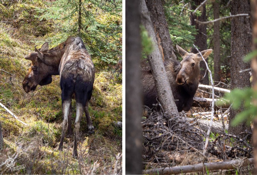A young bull and cow moose split screen