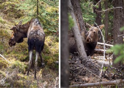 A young bull and cow moose split screen