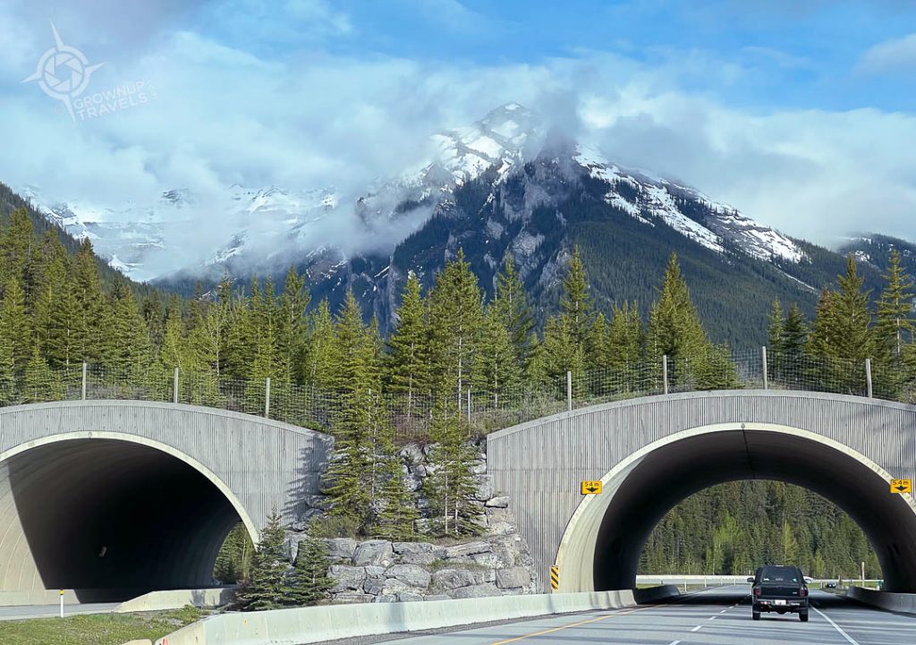 Wildlife Bridge Trans Canada Highway Banff National park