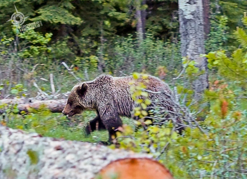 Younge Grizzly cub moving through forest
