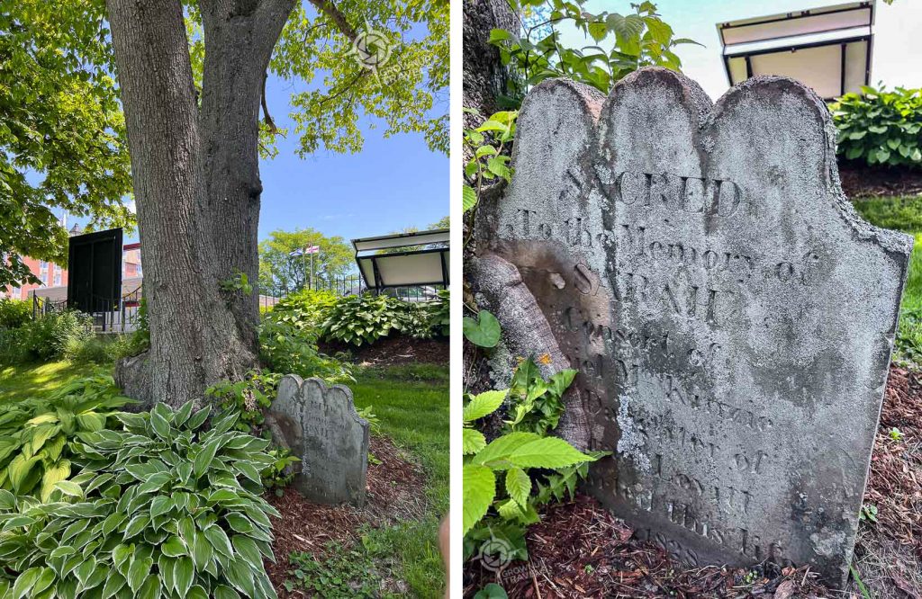 Gravestone in tree base Frost Park Yarmouth