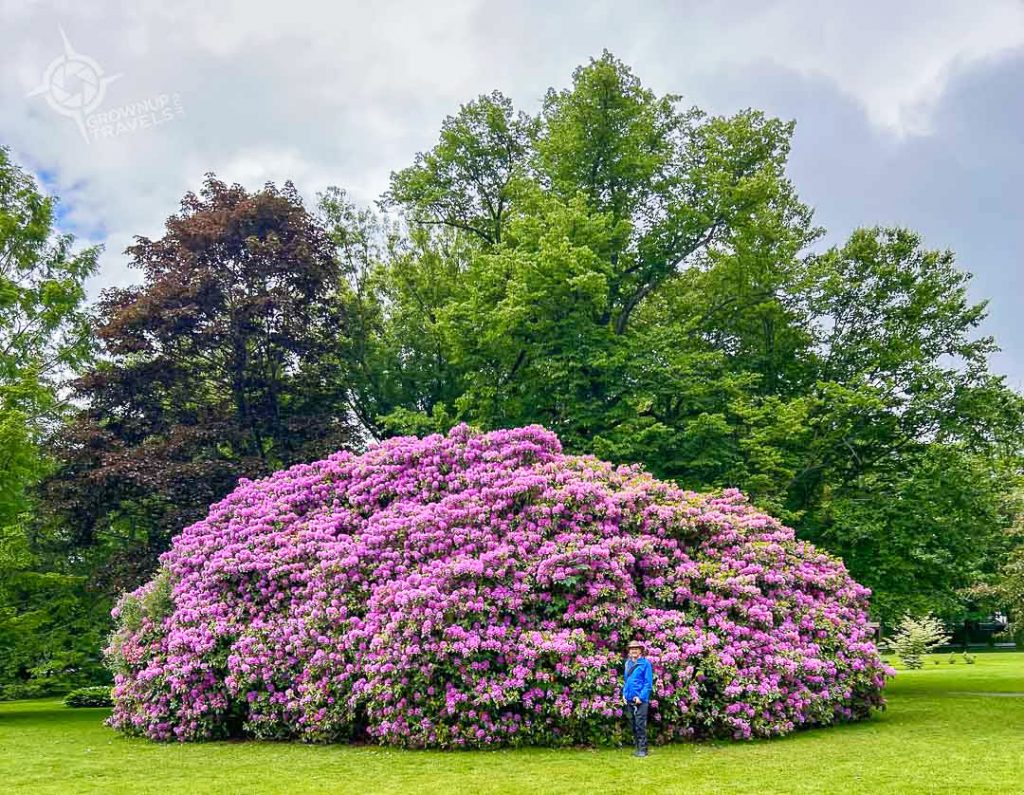 Halifax public gardens giant rhododendron bush