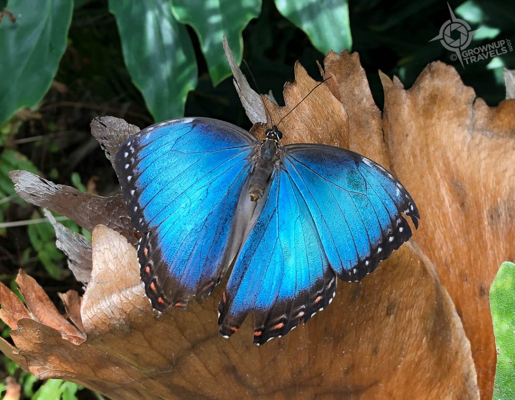 Niagara Falls Butterfly Garden blue butterly open