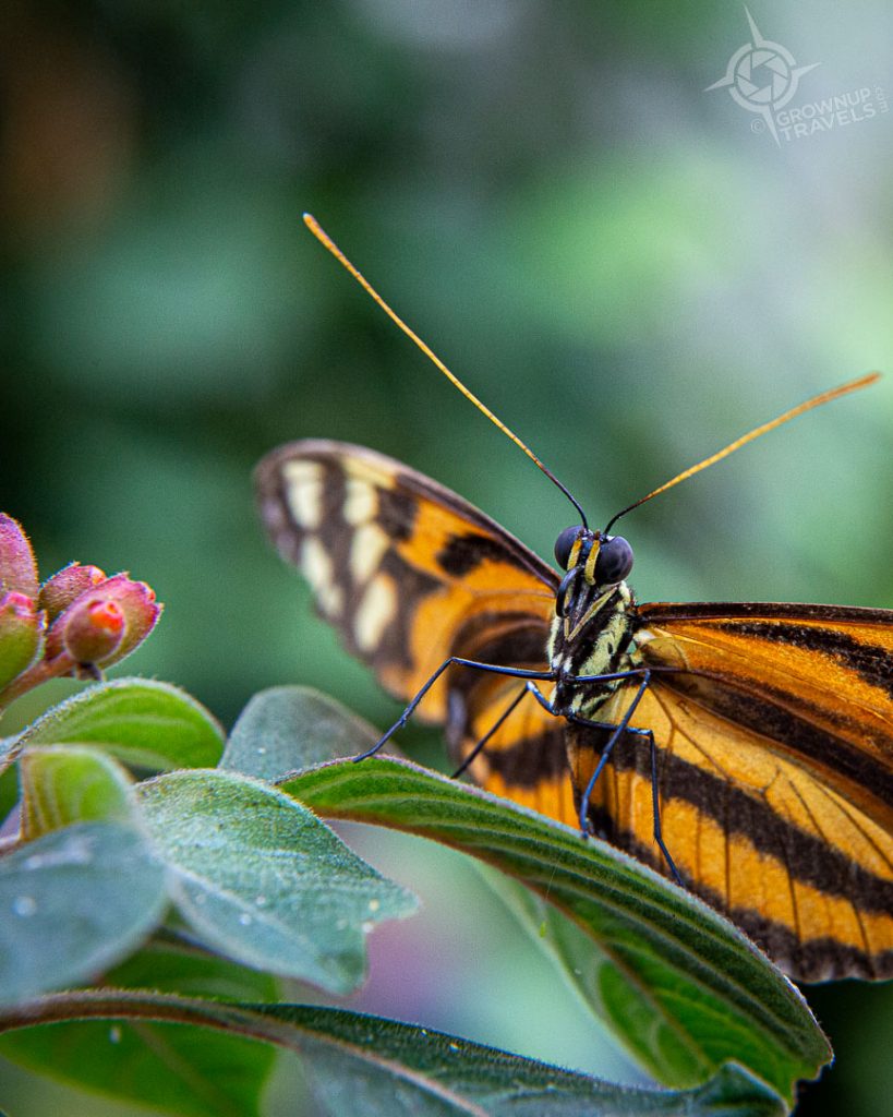 Niagara Falls Butterfly Garden closeup butterfly on leaf