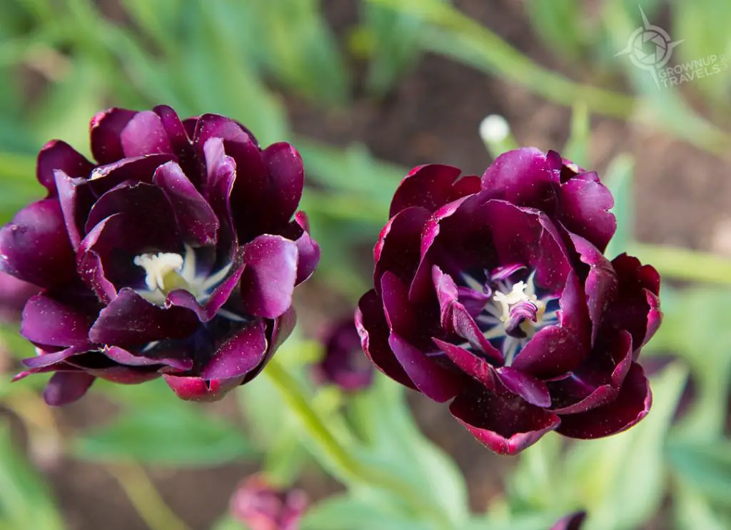 Ottawa Tulip Festial dark tulips-1