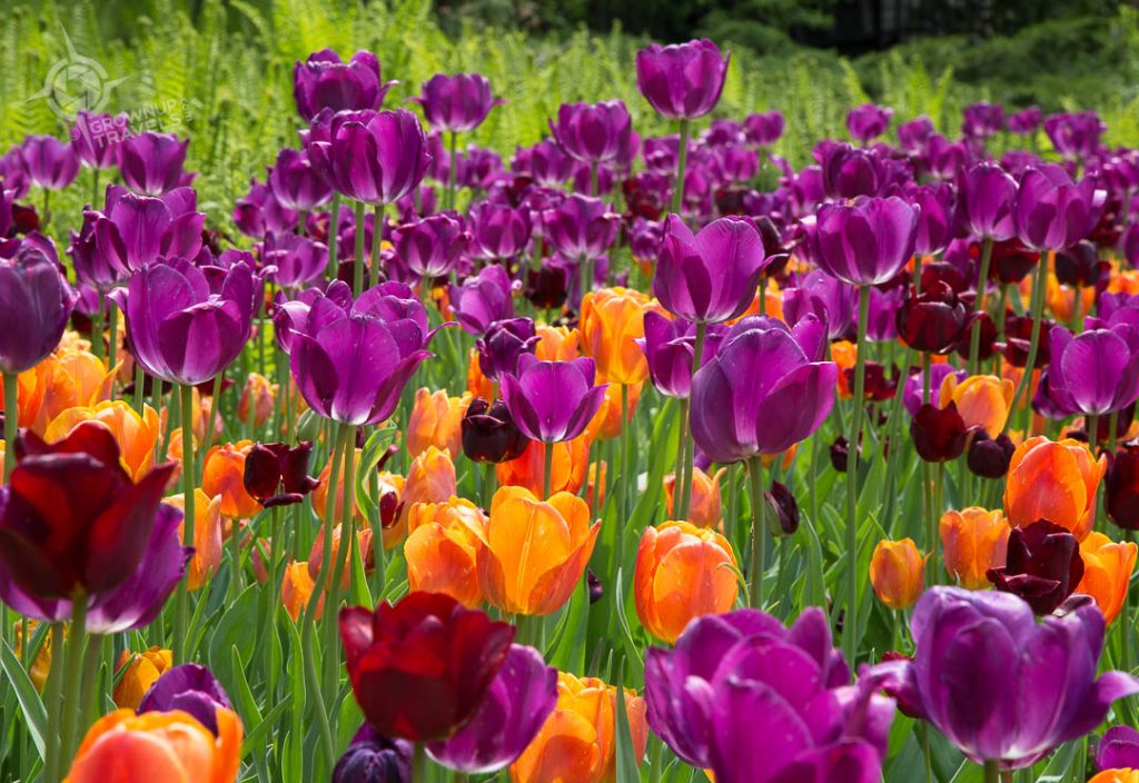 Ottawa Tulip Festial pink and purple tulips
