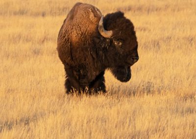 Bison bull at sunset vertical West Block Grasslands National Park Saskatchewan-13