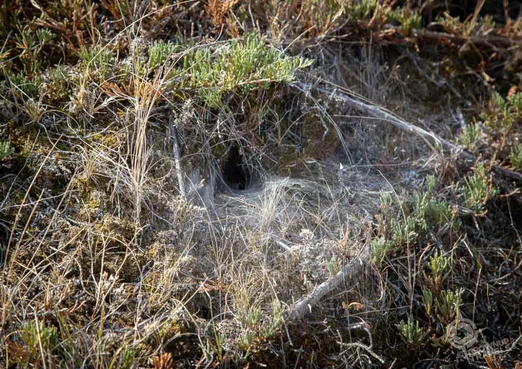 Black Widow Spider funnel trap 70 Mile Butte trail Grasslands National Park West Block