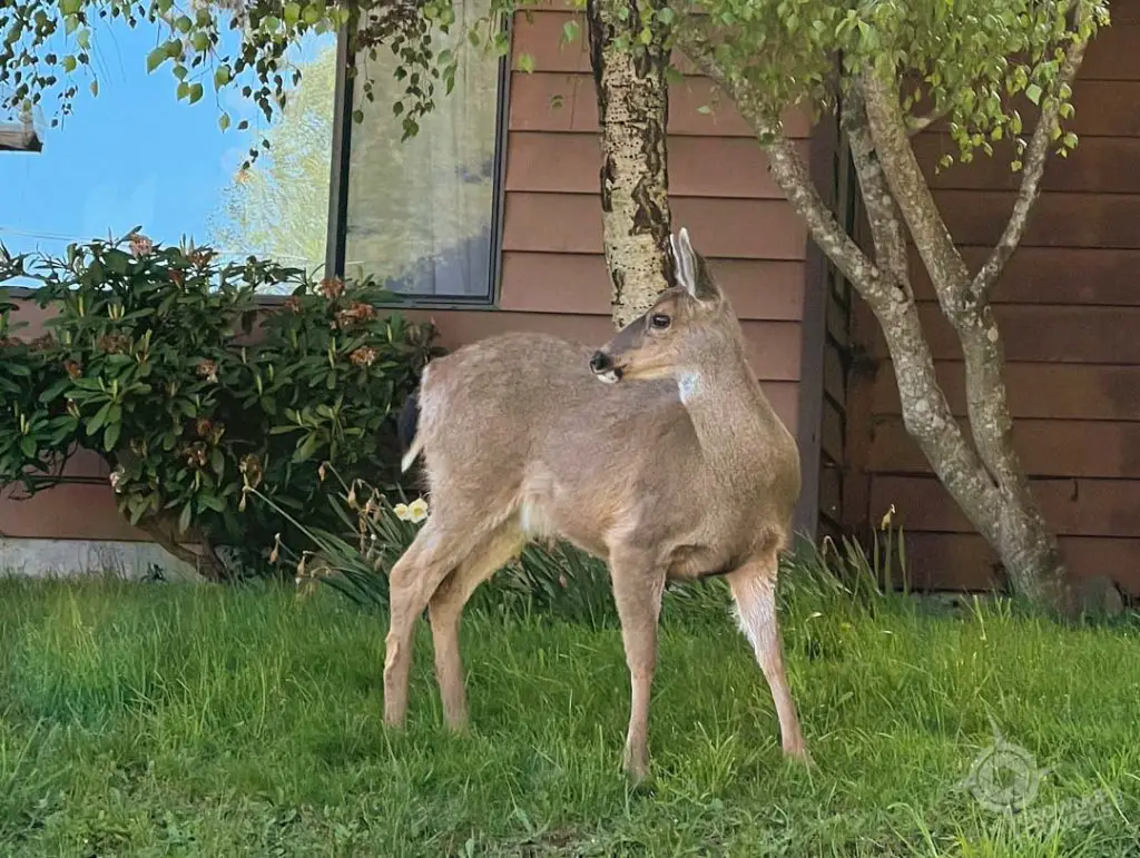 Deer on lawn Sooke BC
