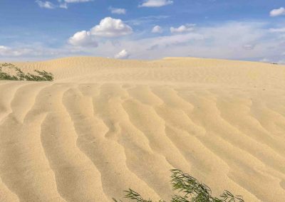 Great Sand Hills dune with vegetation-1