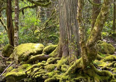 Moss and treeroots at Sooke Potholes Provincial Park