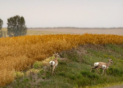Pair of pronghorns Saskatchewan-13