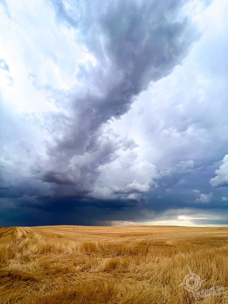 Storm Clouds and wheat field vertical in southern Saskatchewan-13