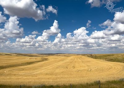 Tractor tracks in wheat field Saskatchewan-13