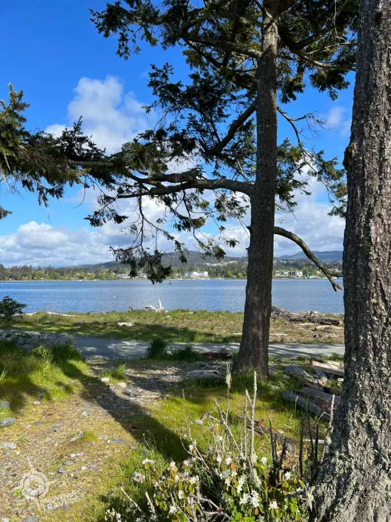Trees on Whiffin Spit Sooke BC