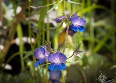 tiny blue wildflowers Sooke Provincial Park