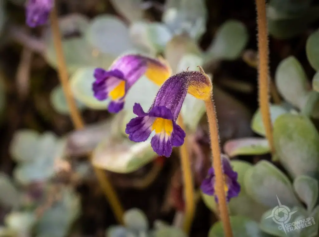tiny trumpet shaped purple wildflowers Sooke Provincial Park