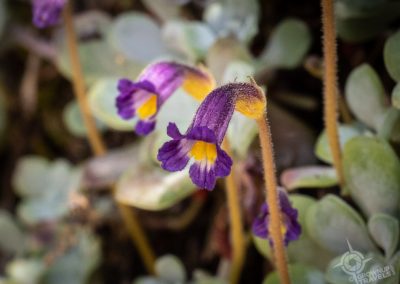 tiny trumpet shaped purple wildflowers Sooke Provincial Park