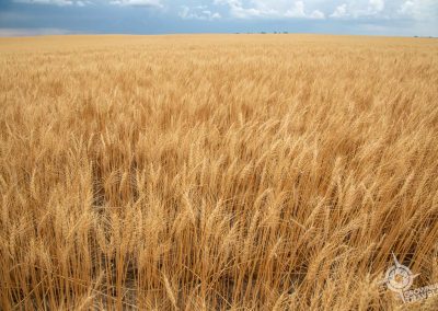 wheat fields closeup in southern Saskatchewan