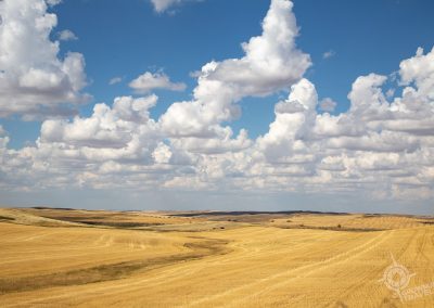 wheat fields in southern Saskatchewan-13