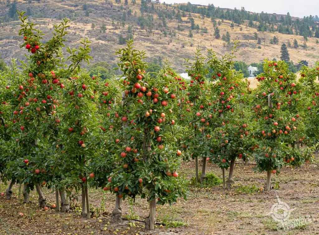 Apple Orchard KVR Trail Penticton