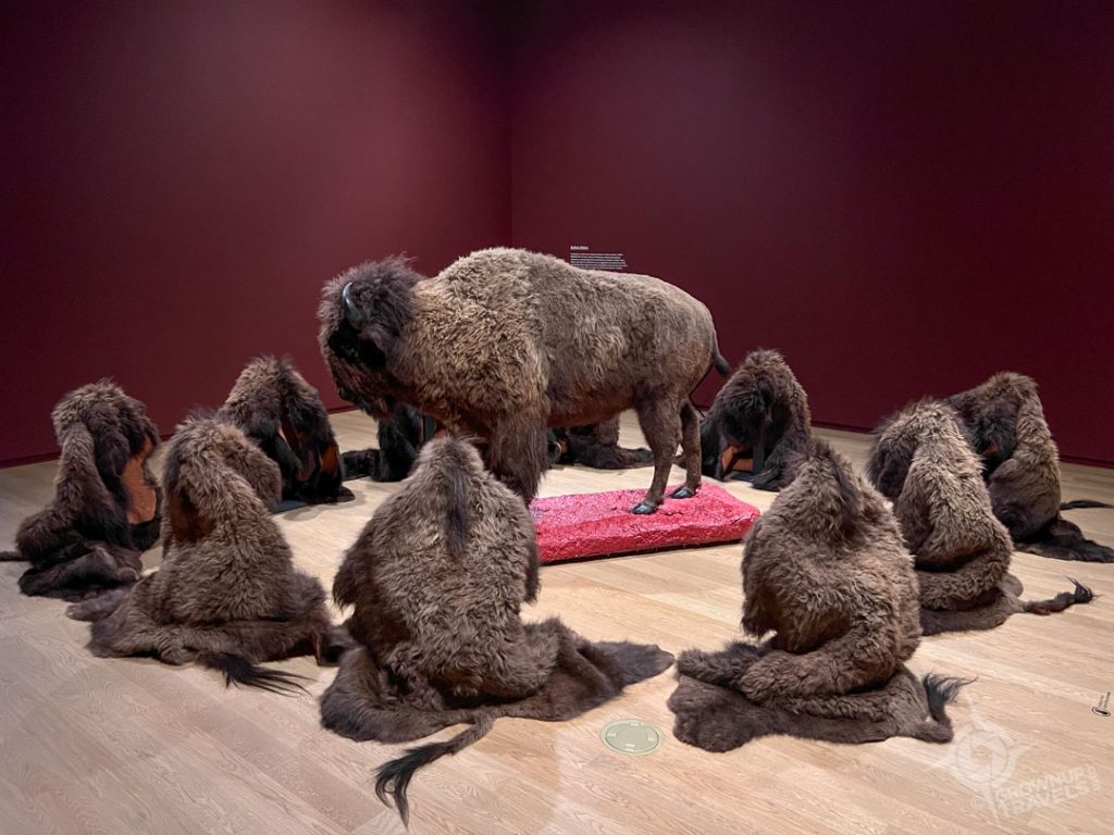 Bison herd Adrian Stimson