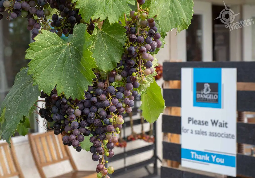 D'Angelo Winery sign and grapes