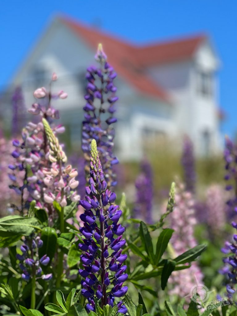 Lupins Near Blue Rocks NS
