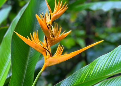Bird of Paradise flower at Botanical Gardens St. Lucia