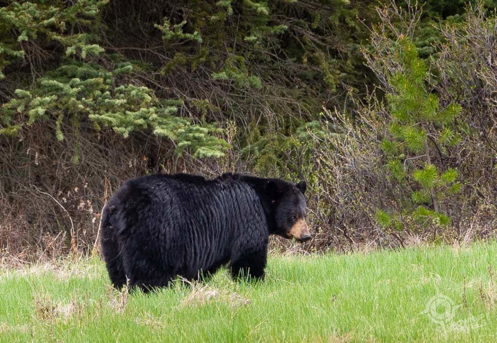 Black Bear on Bow Valley Parkway Banff