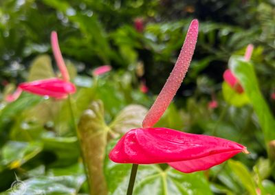 Flamingo Flowers Botanical Gardens St. Lucia