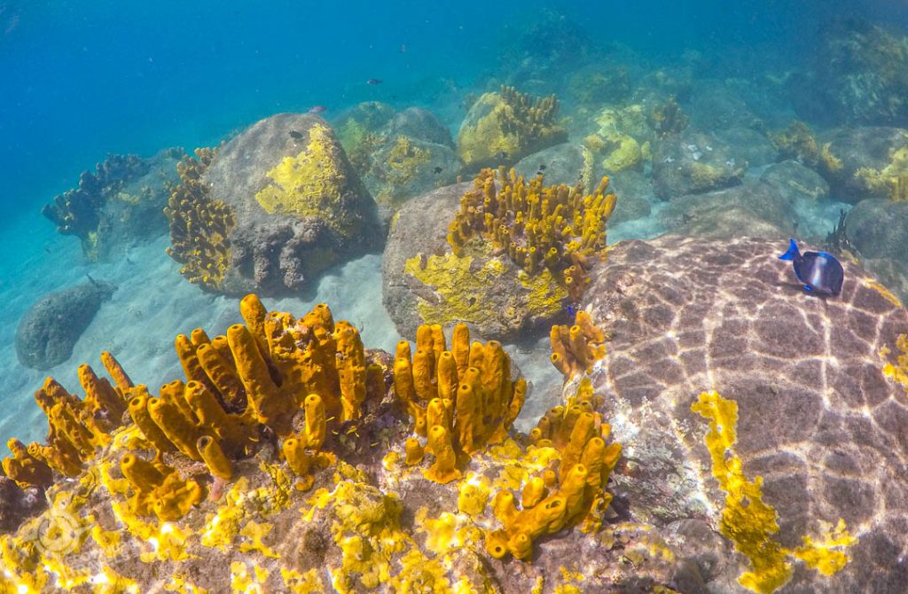 Snorkelling yellow coral anse cochon