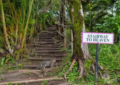 Stairway to heaven Tet Paul Trail St. Lucia