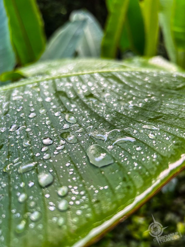 raindrops on giant leaf