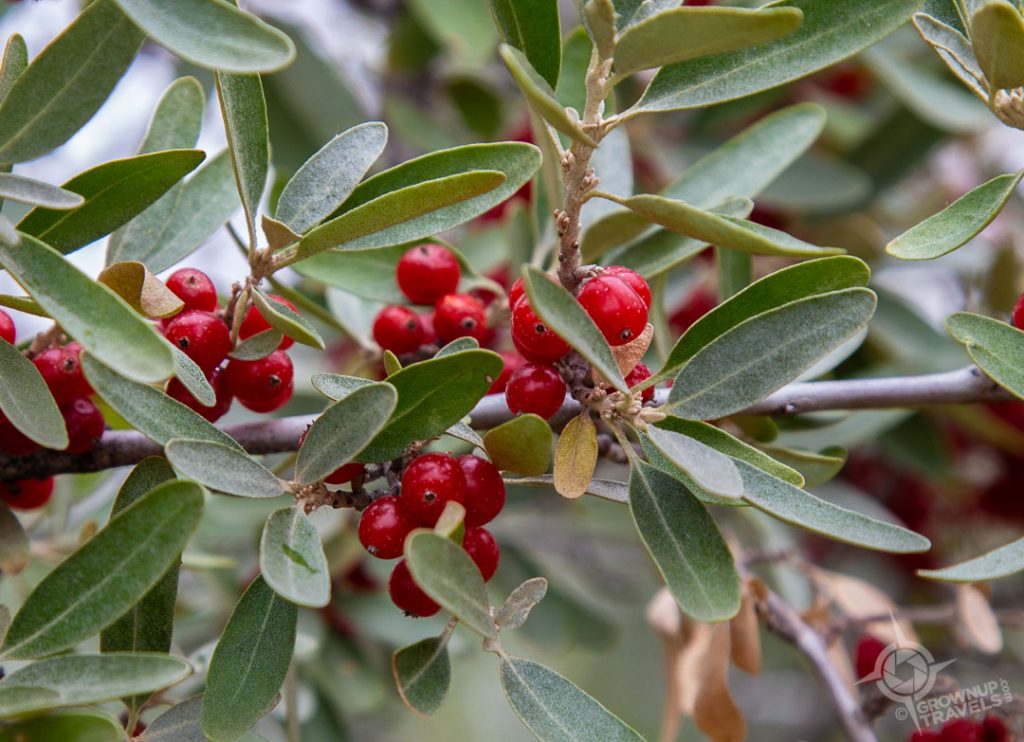 Silver Buffaloberries