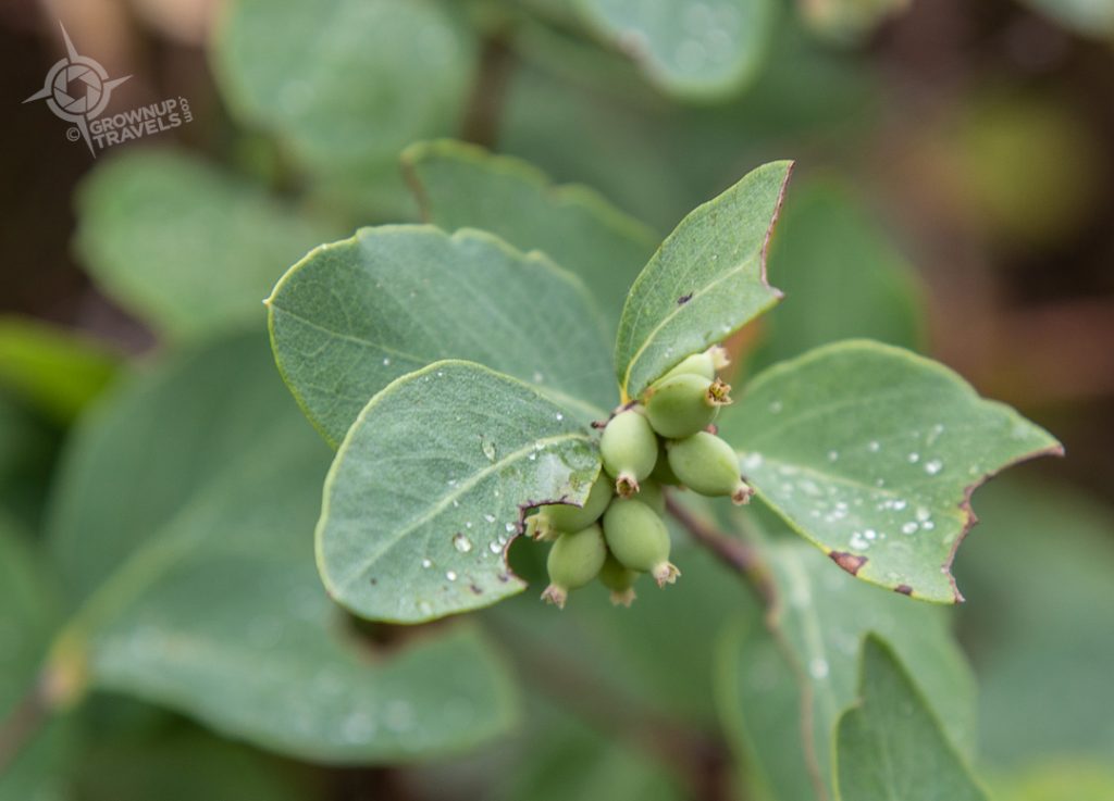Snow berries at Wanuskewin Heritage Park Saskatchwewan