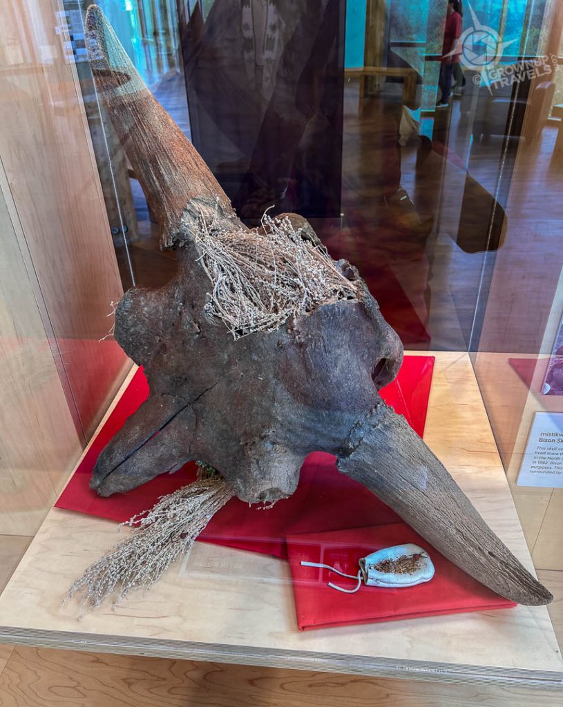 Wanuskewin 5000 year old bison skull