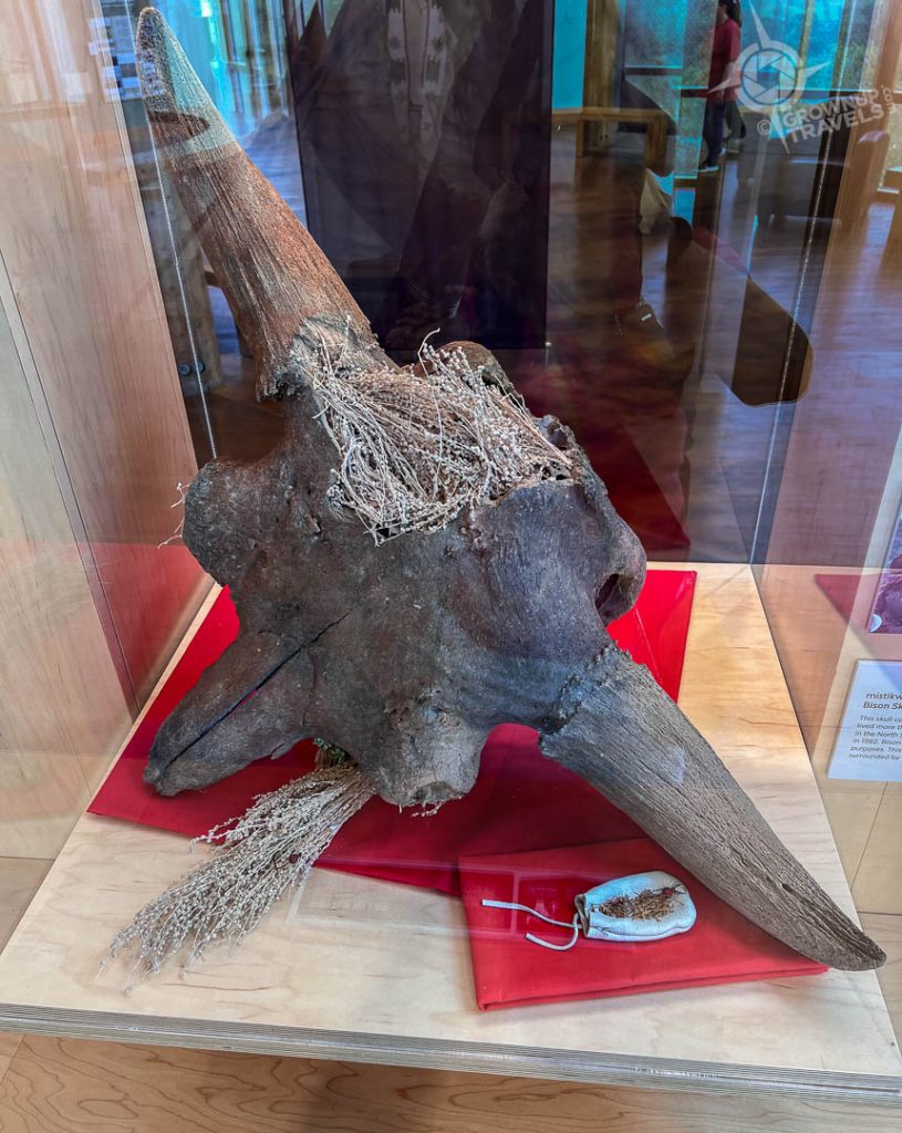 Wanuskewin 5000 year old bison skull
