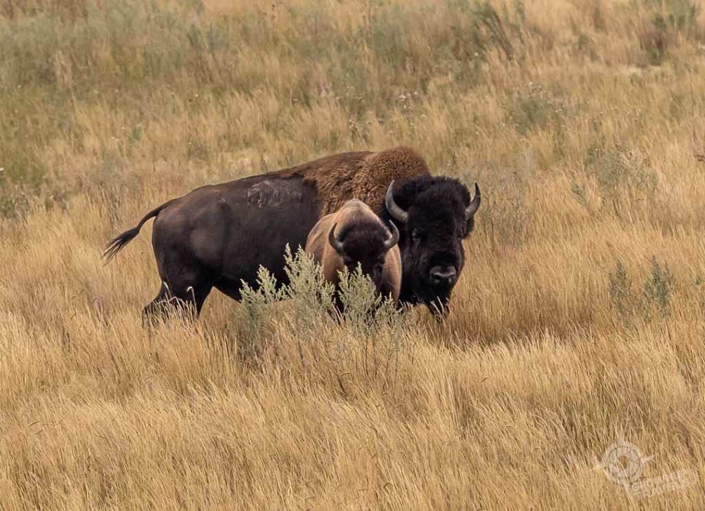 Wanuskewin Bison and calf
