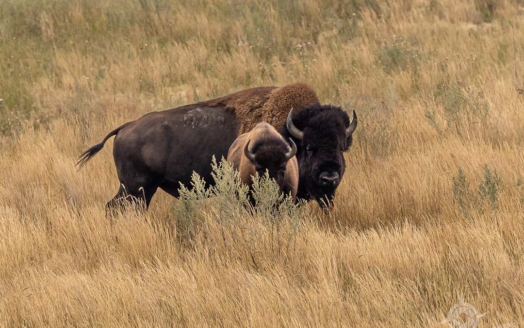 Wanuskewin Heritage Park: Where a Bison is More Than a Bison
