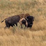 Wanuskewin Heritage Park: Where a Bison is More Than a Bison