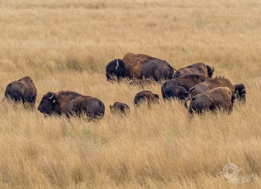 Wanuskewin Bison herd