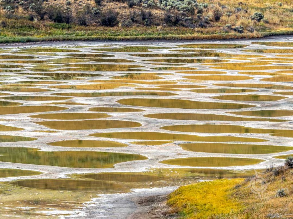 close up reflections at Spotted Lake Osoyoos
