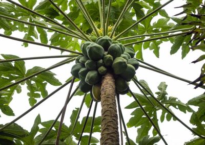 graphic papaya tree St Lucia