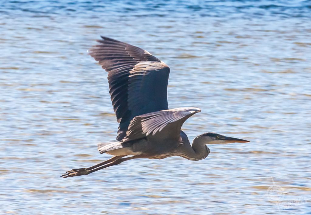 great blue heron
