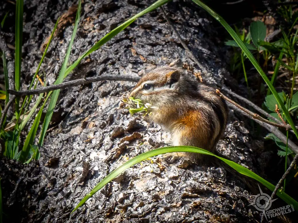 Chipmunk on Valley of 5 Lakes Trail